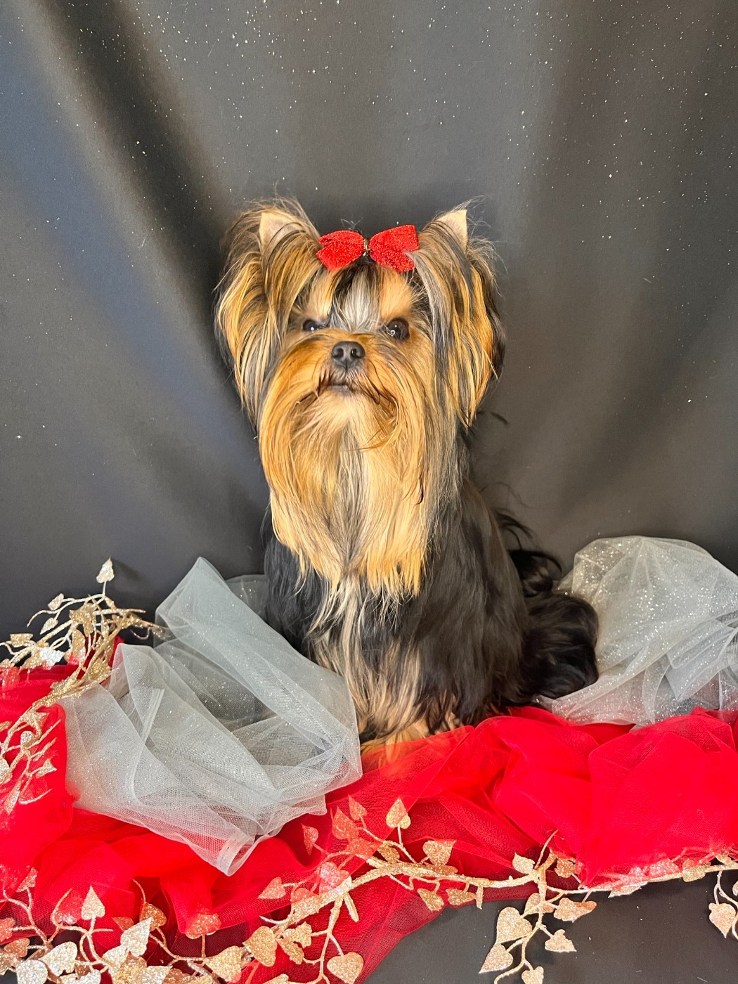 Léonard (Sans Affixe)