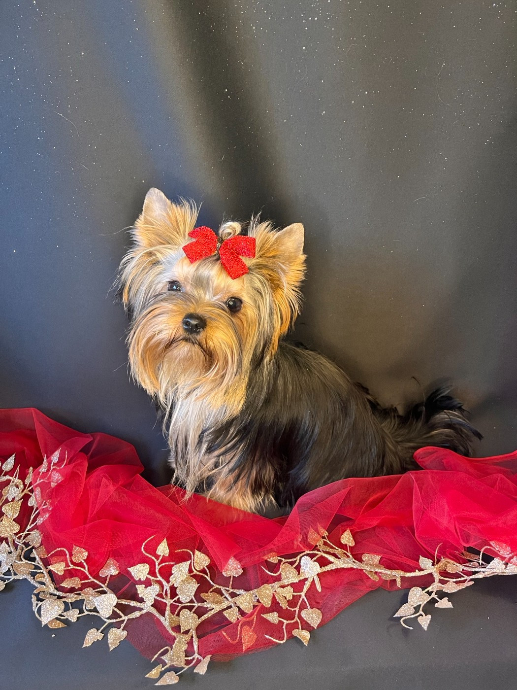 royal extravaganza Vanilla appy