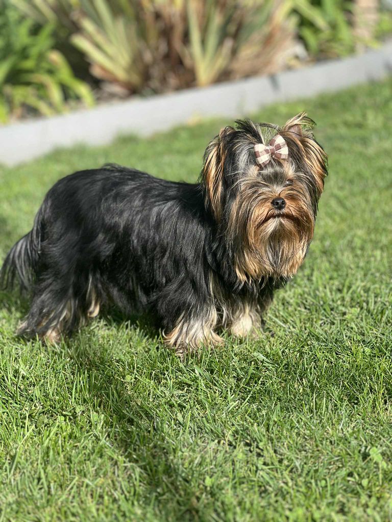 Léonard (Sans Affixe)