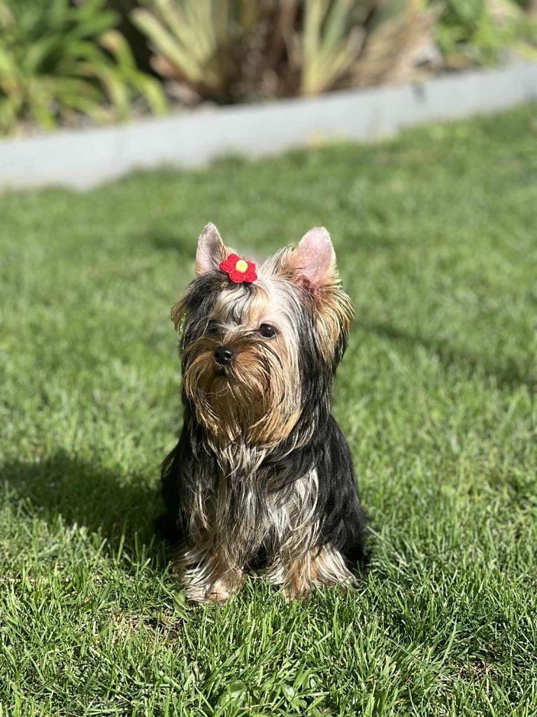 royal extravaganza Vanilla appy