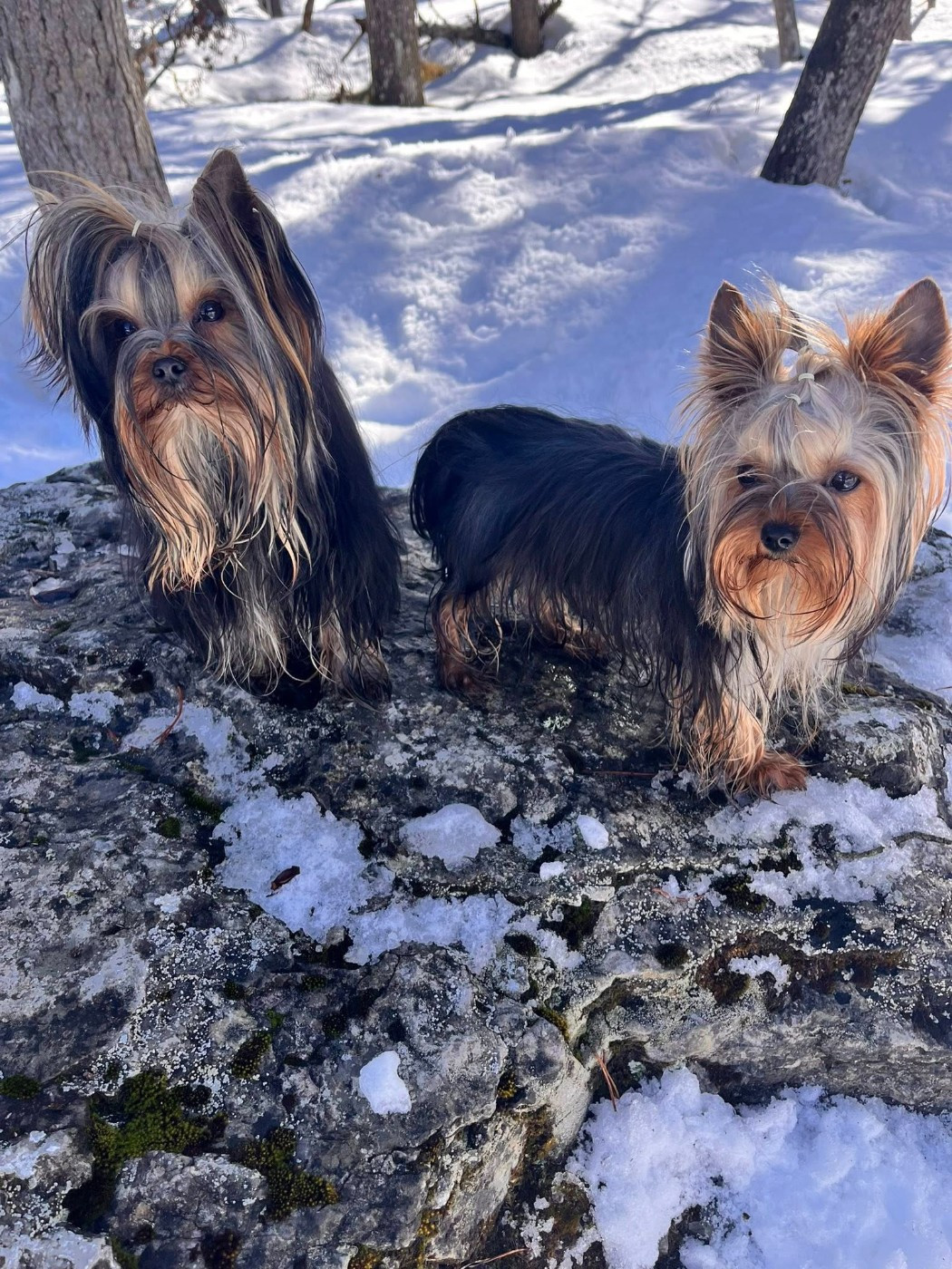 Confirmation Royal Extravaganza Vanilla Appy et Léonard